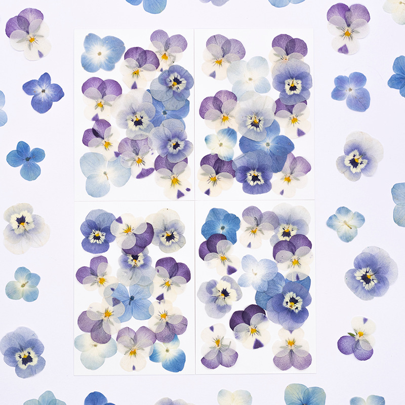 12pcs,Real Viola Cornuta Press - Supplies Of Candle ulasan dan harga