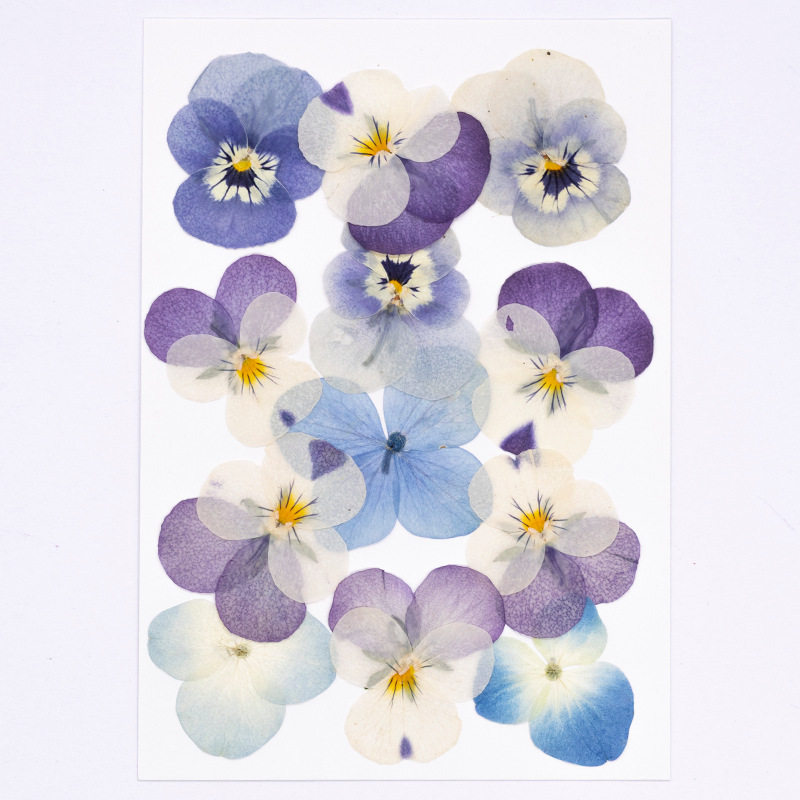 12pcs,Real Viola Cornuta Press - Supplies Of Candle ulasan dan harga