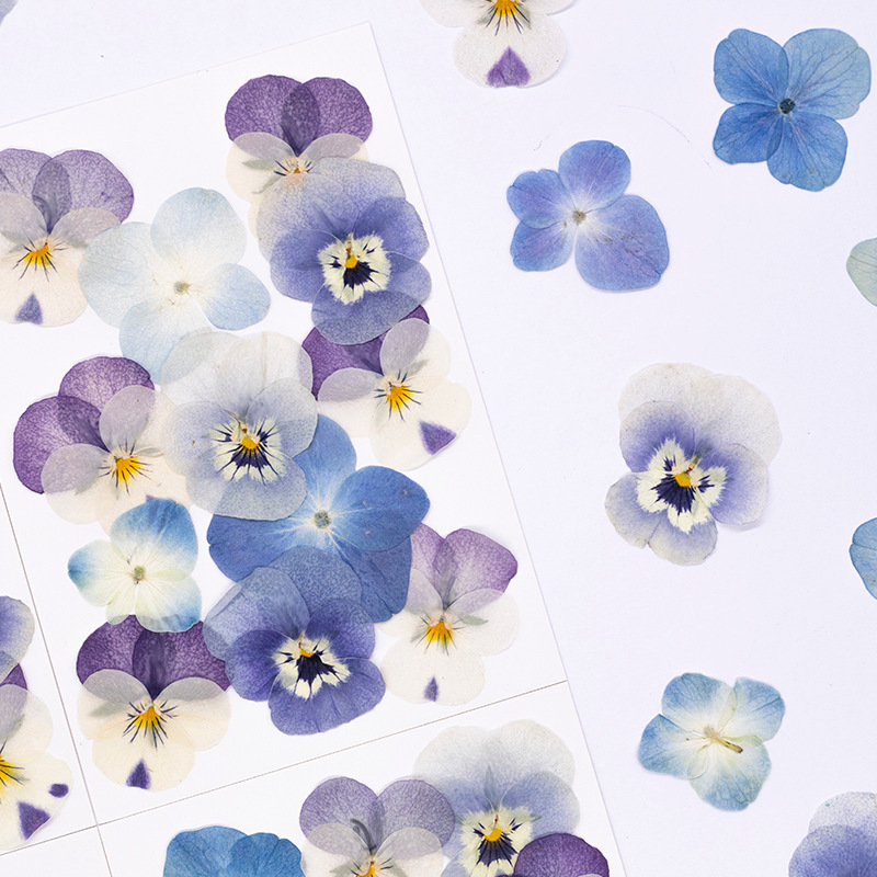 12pcs,Real Viola Cornuta Press - Supplies Of Candle ulasan dan harga
