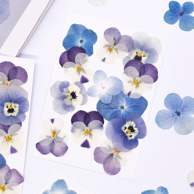 12pcs,Real Viola Cornuta Press - Supplies Of Candle ulasan dan harga
